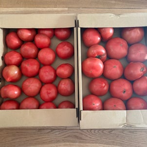 再販してます！【長崎県松浦市】今年も美味しい！トマトの画像