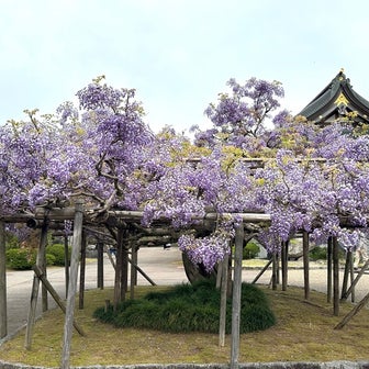 倶利伽羅不動寺 鳳凰殿の藤の花