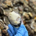 【超厚岸牡蠣専門店】ガキカキ君の毎日が牡蠣まつり！　