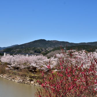 恵那峡の桜、芝桜、花桃