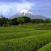 茶畑と富士山（４）