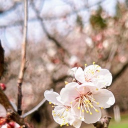 画像 札幌春散策　北海道神宮の梅園へ(*˘︶˘*).｡* の記事より 5つ目