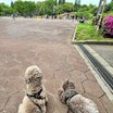木村ｸﾝが 愛犬との散歩で訪れてた…世田谷公園