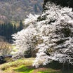 ⑭桜咲く磐越西線へ行ってきました。