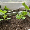 ミニカボチャとメロンを定植しました～！
