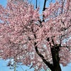小さな友だちと桜の画像