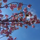 あわら市北潟湖畔公園の八重桜の記事より