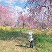 お気に入りの場所へ❀菜の花畑と桜