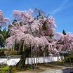 醍醐寺の桜 三宝院 ①