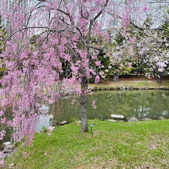 中島公園で「お花見」
