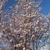 桜綺麗！の画像