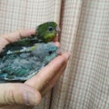 埼玉県ペットショップハピネス　鳥類メイン　哺乳類　その他小動物　　販売情報