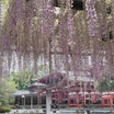 京都宇治観光☘平等院と三室戸寺