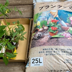 ミニトマト　キュウリの苗を買いましたの画像