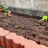 今年のGWもやりました/家庭菜園＆観葉植物の土入れ替えの画像