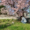 うさちゃんと桜。の画像