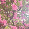 桜の絨毯@けやき台公園(守谷市)の画像