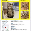 《迷子猫❗️》キジトラ猫を捜しています❗️〈マロン〉〜平塚市中原〜