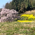 福島お花見の旅　　三春の滝桜の記事より