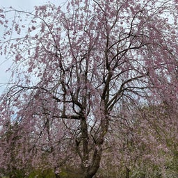 画像 4月24日青森県　芦野公園　満開の桜^_^ の記事より 9つ目