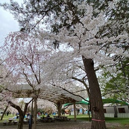 画像 4月24日青森県　芦野公園　満開の桜^_^ の記事より 21つ目
