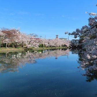 ４月22日…早朝の弘前公園でもうひとつ桜のハートを♪