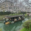 京都お一人様限定桜ツアー ２食めのランチ！