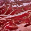 韓国／真っ赤な干潟