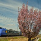 桜と列車のコラボの記事より