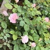 昨日の母と庭の薔薇