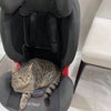 猫椅子の画像