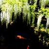 奈良　春日大社　萬葉植物園　藤の花と鯉の写真の画像