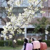 桜フォト・入学撮影 in 六甲アイランドの画像