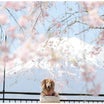 花の都公園⋆⸜♡⸝⋆　～今年は会えた*｡٩(*ˊᗜˋ*)و// 八重紅しだれ桜と富士山 ①～