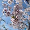 白石区 ここロードの桜 2024 お花見の前に『魚べえ』で寿司ランチ
