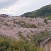 今年見た桜シリーズ③(高知市観月坂②)