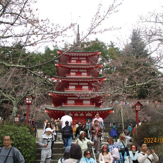 五重塔、桜、富士山が１画面に撮れるはずでしたが。
