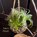 Tokoのブログ