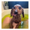 遅咲きの風呂好きになった愛犬の画像