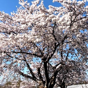 戸田記念墓地公園で桜見てきましたの画像