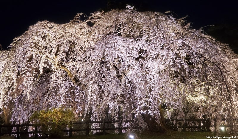 旧天守台脇の築堤に満開の枝垂れ桜