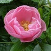 バラの初開花は7品種～アンジェラ、香純、ルイーズオディエ、ソフィーズパーペチュアル、みさき など