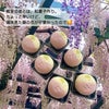 藤の花の和菓子の画像