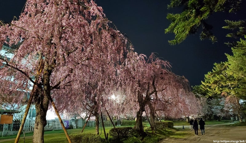 弘前城天守閣の枝垂れ桜