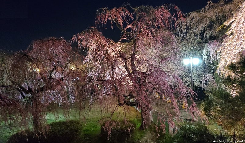 弘前城天守閣近くの枝垂れ桜