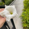 タイ人が集めてる白い花