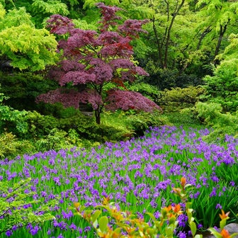 新緑と燕子花が美しい季節の根津美術館