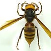 刺す蜂⚠️刺さない蜂の見分け方