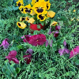 画像 今朝のお花と紫陽花とザクロの木 の記事より 1つ目