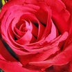 BLOOM（ブルーム）：赤い薔薇　〜香川県高松市　亀水中央公園にて〜